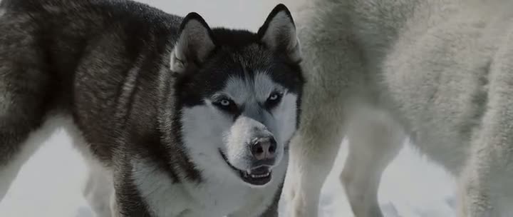 Eight Below (2006)