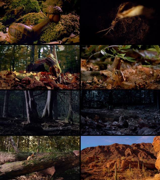 Tiny Giants 2014 English 720p BRRip