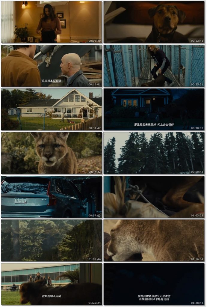 A Dogs Way Home 2019 English 720p HDRip x264 700MB..
